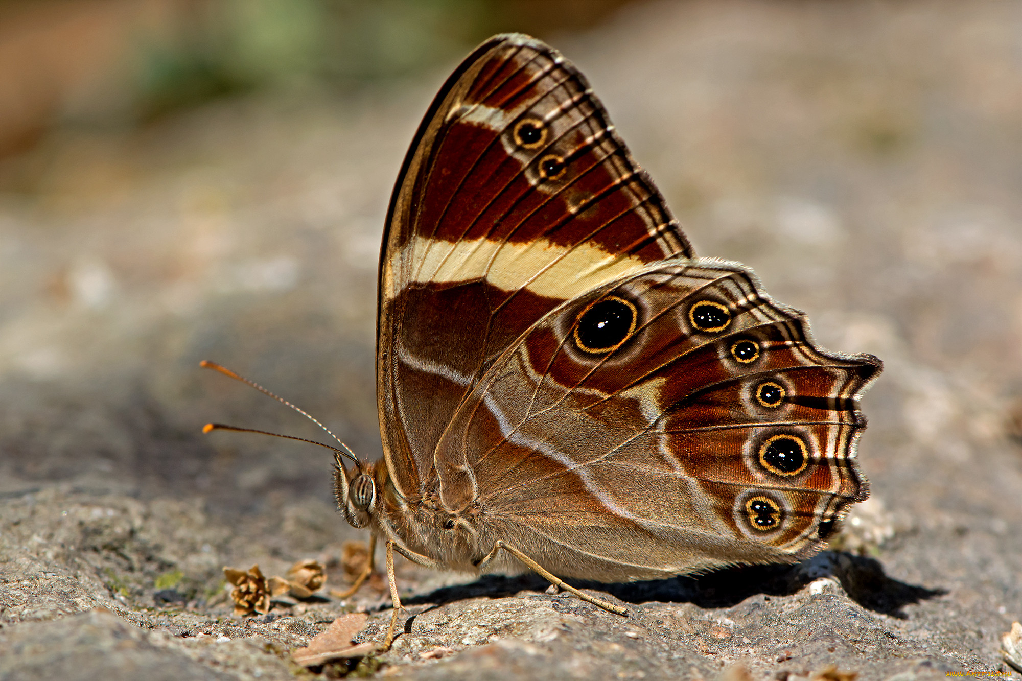 lethe confusa - banded treebrown, , ,  ,  , 